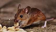 24 Hour & Emergency Exterminators in Mono Hot Springs, CA